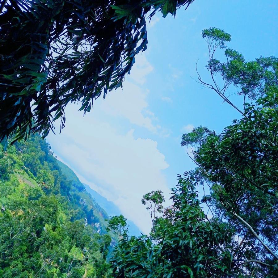 Rose Dale Homestay إيلا المظهر الخارجي الصورة