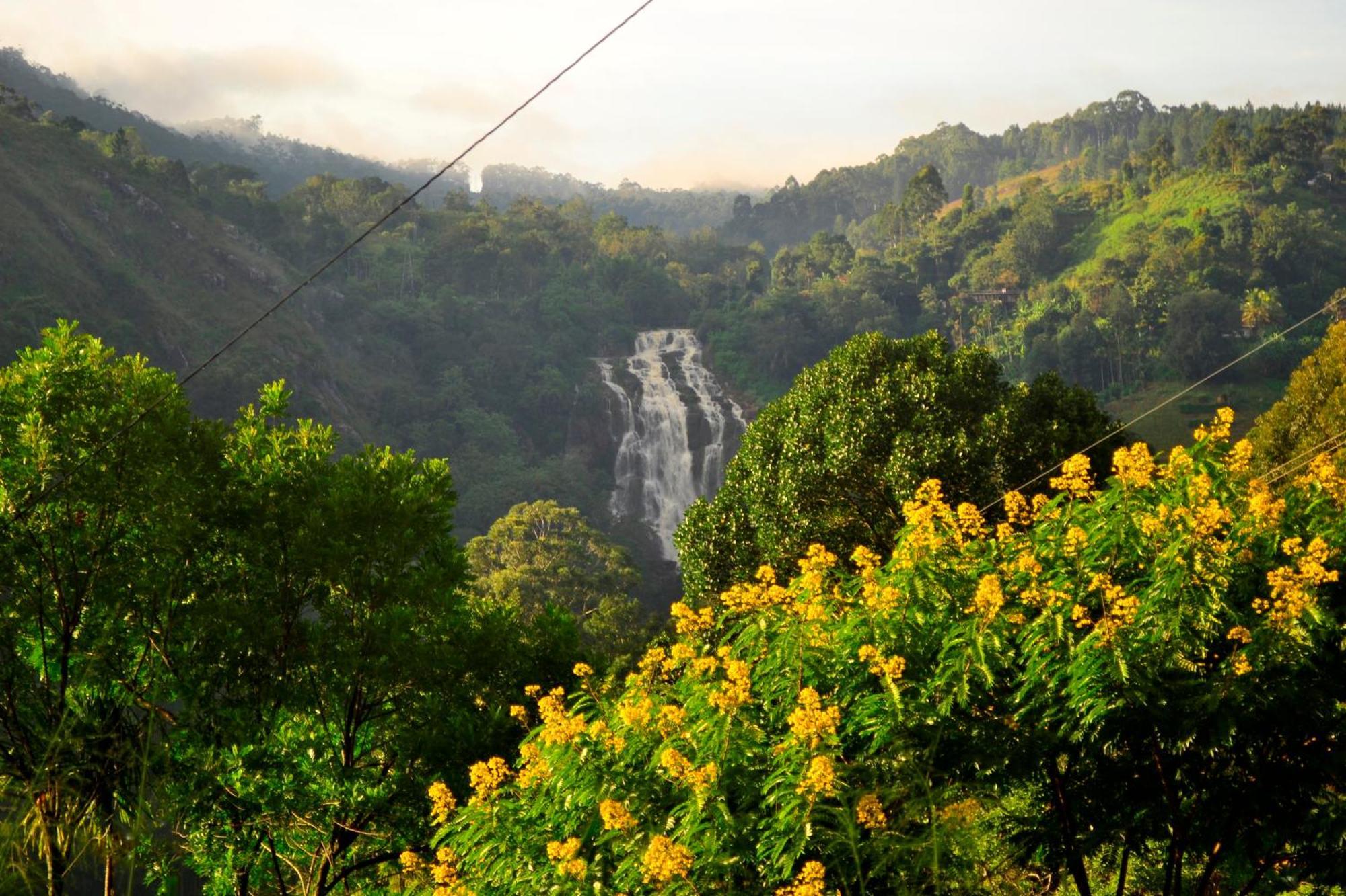 Rose Dale Homestay إيلا المظهر الخارجي الصورة